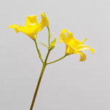 Ramo Mini La Silvestra x Mestiza