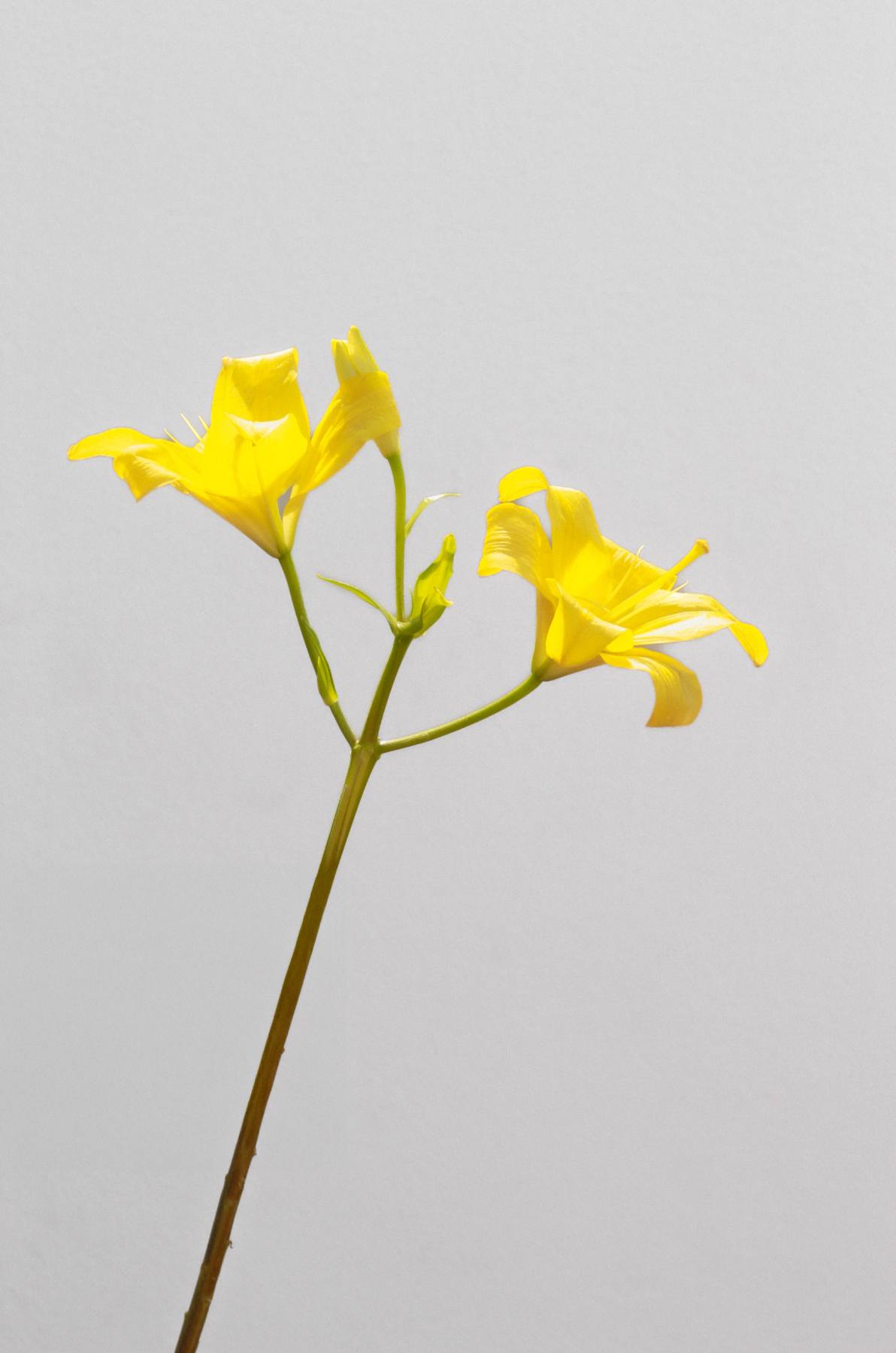 Imagen de diapositiva